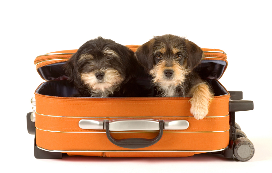 Things to Know About Airline Travel with Your Pet