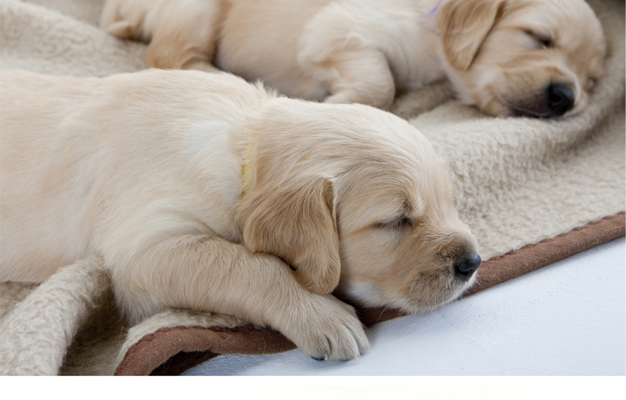 Growing puppy? Get the crate that grows with him.