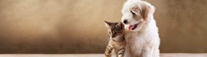 Kitten with Fluffy White Dog