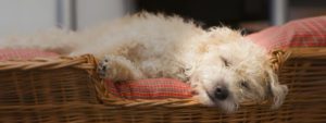 Winter’s Wonders for Dogs