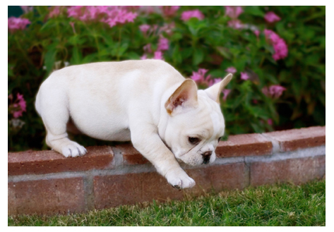 New Season, New Puppies: Helpful Tips for Caring for Your New Pup