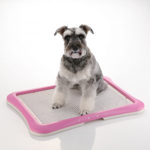 PAW TRAX® Mesh Training Tray