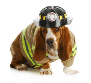 basset hound dressed up like a fire fighter isolated on white backgroun