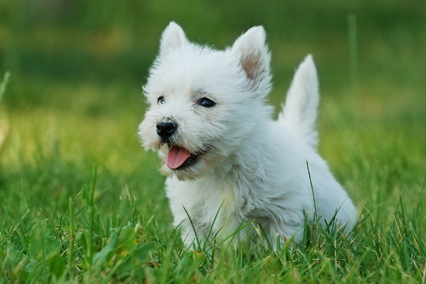 A Simple Guide - Outdoor “Potty” Training