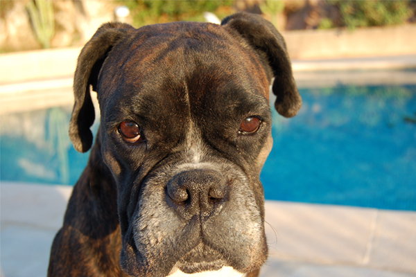 Nose Print for Dog’s Identification!