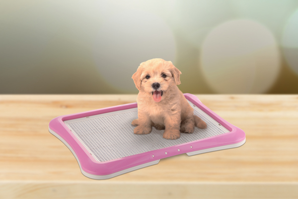 puppy potty training tray