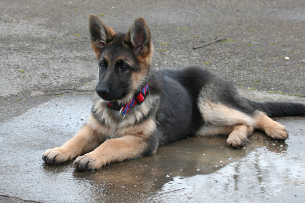 Dogs and Rain