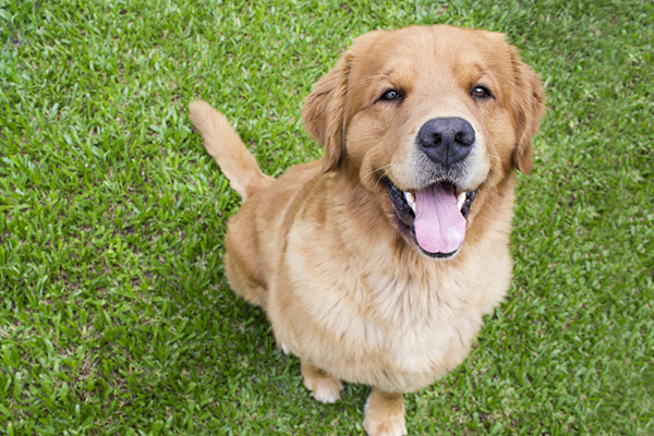 Pet Products Blog | Is My Dog Smiling? - Richell USA, Inc.