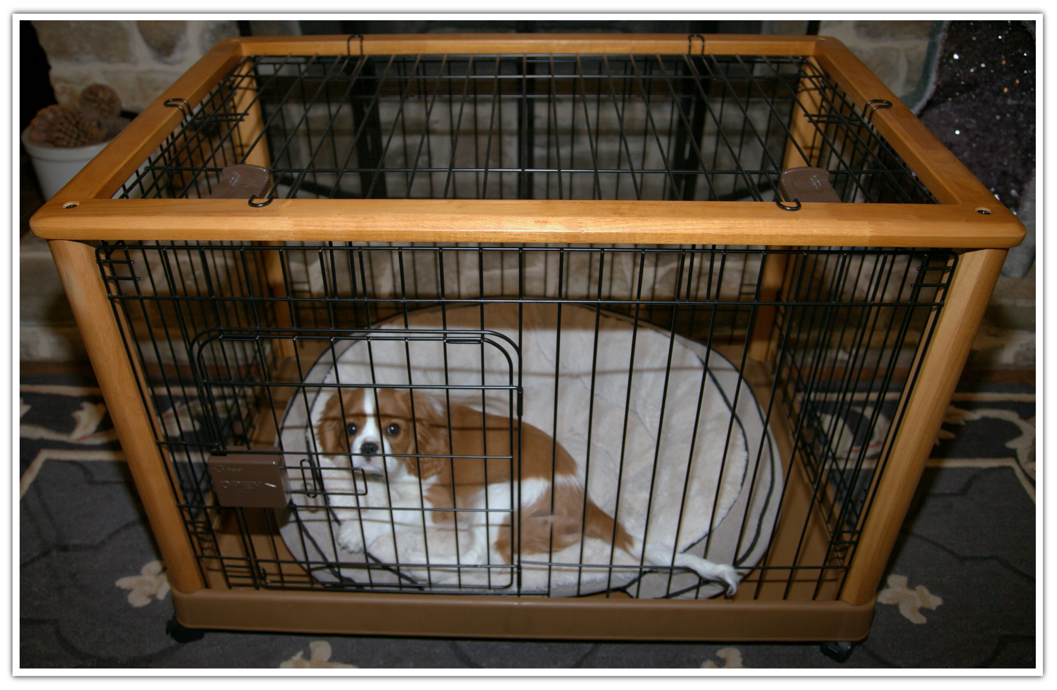 Why Crate Training is Important - Richell USA Inc.