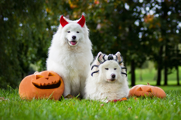 Halloween Fun from a Pet’s Perspective