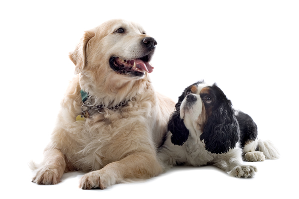 Caring For Your Senior Dog