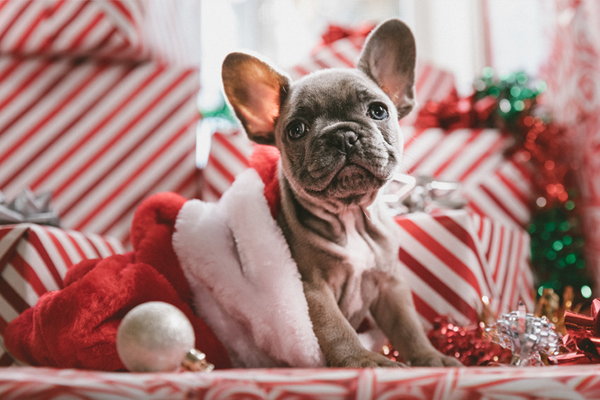 Holiday Pet Safety Tips