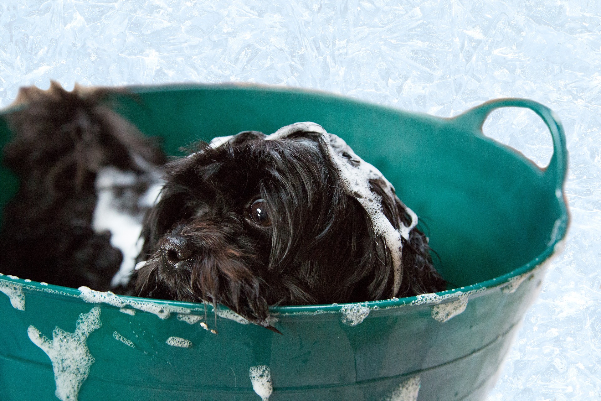 Tips for a Less Stressful Pet Bathing Experience