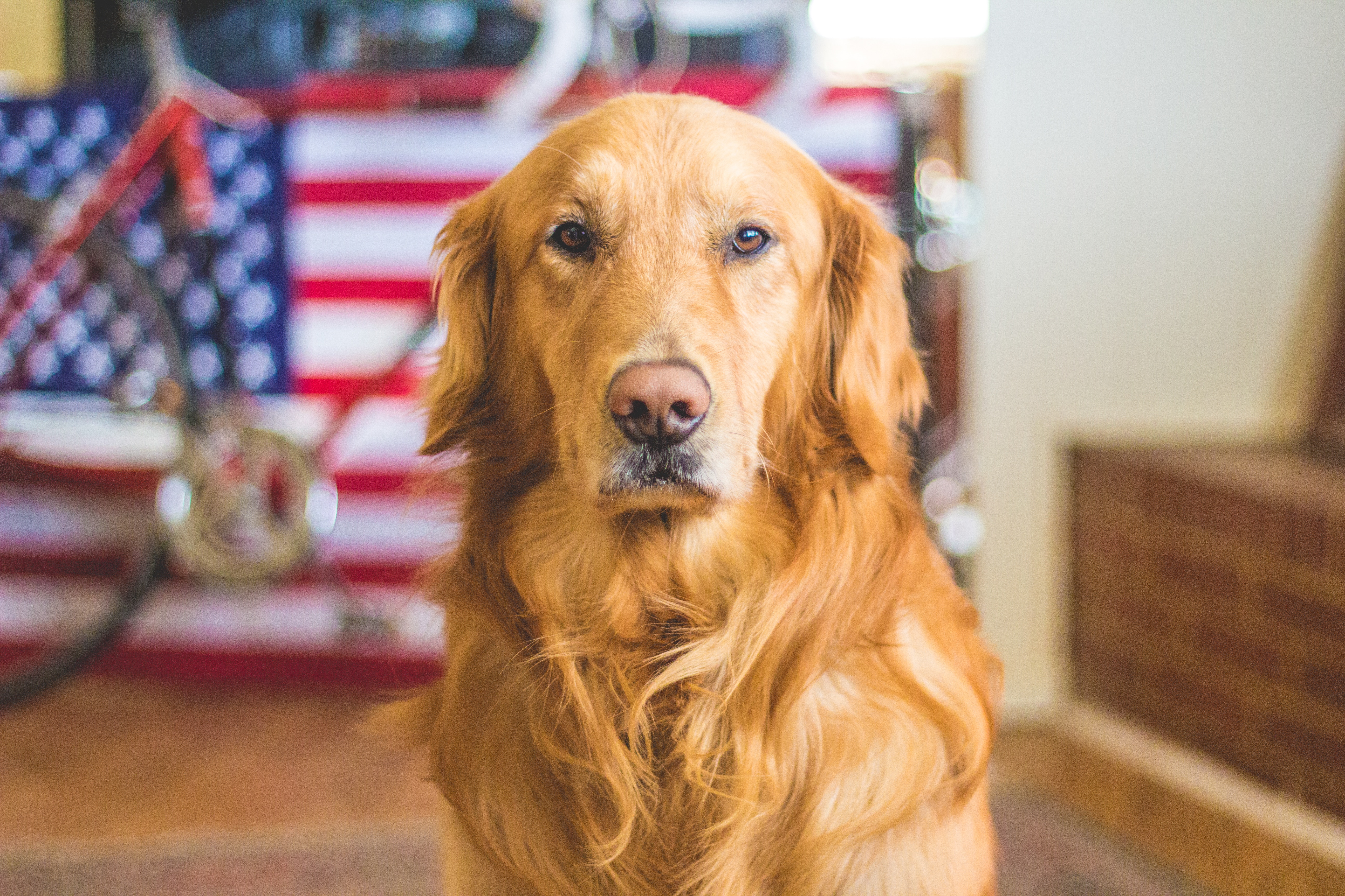 4th of July Pet Safety Tips