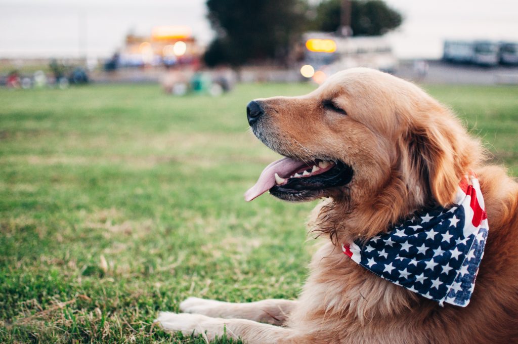 Fireworks and Pets Safety Tips