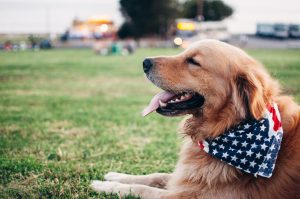 Fireworks and Pets Safety Tips