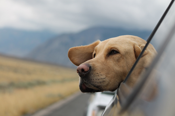 Traveling Safely with Pets