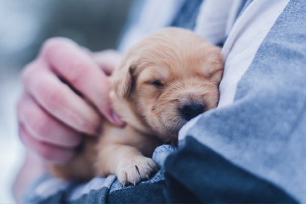 A guide for First Time Puppy Parents