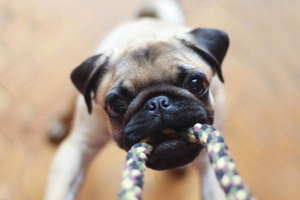 10 Ways to Keep Your Dog Entertained When You're Out of the Home