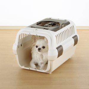 white chihuahua sits in white carrier