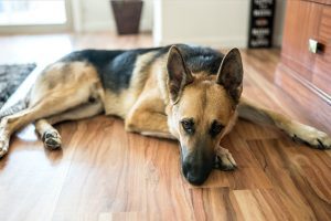 Covid 19 German Shepherd
