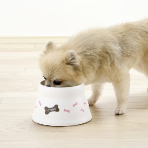 Chihuahua eating dog food with Raised Food Bowl