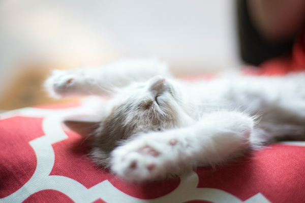 10 Reasons to Adopt a Cat