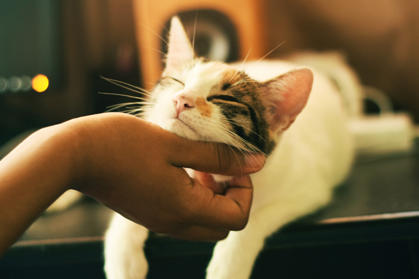 Top 15 Reasons to Adopt a Cat from a Shelter