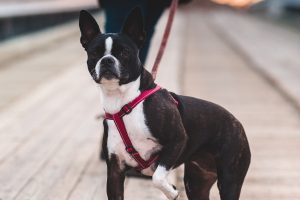 boston terrier wearing red harness