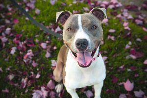 bright eyed pit bull in the park
