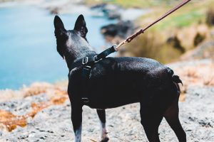 black dog wears harness on hike