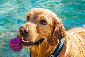 wet golden retriever fetches ball from pool