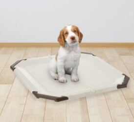 Puppy sits patiently on potty pad holder