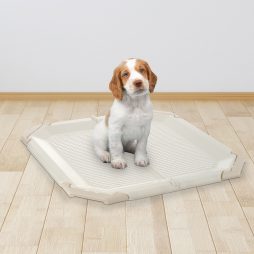 Puppy Potty Training