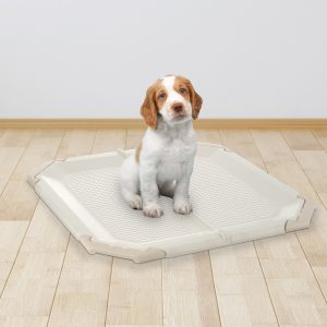 Brown and white puppy sits on potty pad grate