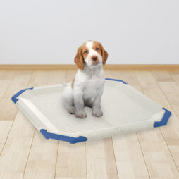 Puppy Potty Training