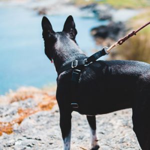 black dog with harness on a hike