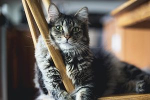 green eyed cat sits on kitchen chair