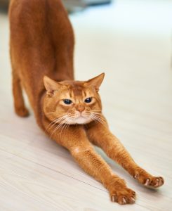 orange cat stretches out