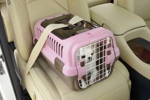 Long hair white chihuhua safely strapped into pet kennel in passenger seat