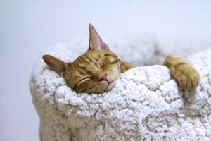 orange cat sleeps in wool blanket