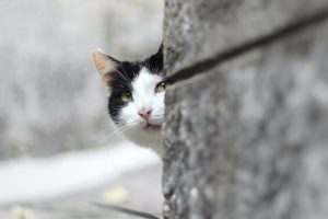 black and white cat peers from behind corner