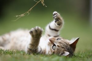 kitten plays with branch in grass