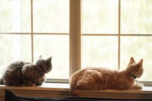 grey cat and orange cat sit on window sill