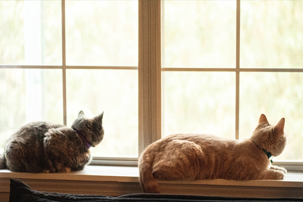 Chats à la fenêtre
