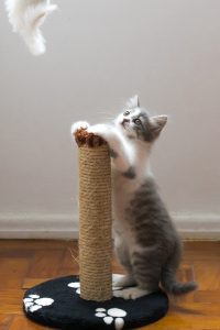 Cute gray and white kitten plays with cat tower