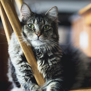 cat leans on wooden chair