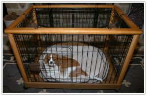 spaniel puppy being crate trained