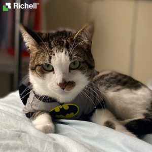 Cat dressed as batman