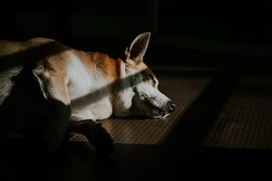 Corgi sleeping in window sunlight